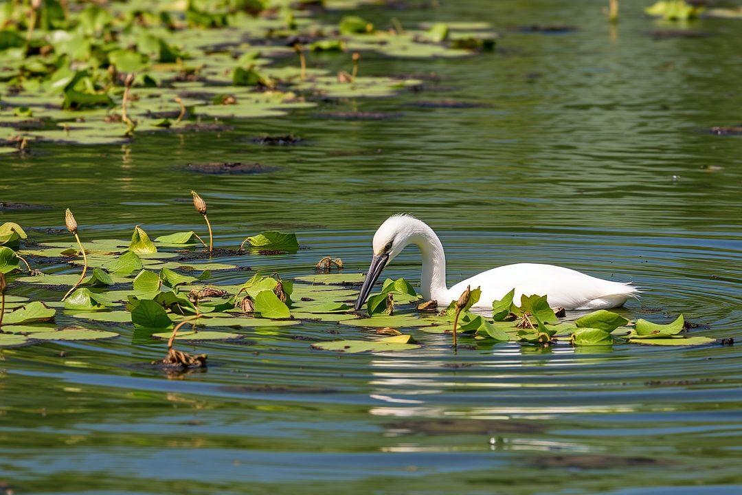 Что за рыба Белый Амур? - схема работы